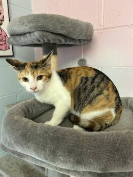 Rescue Calico and Tabby Cats for Adoption in Salem, West Virginia - Trenidy | PetCurious