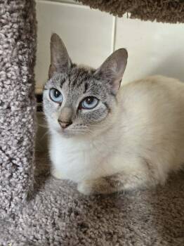 BELLA -  Siamese Cat for Adoption in Holbrook, New York - BELLA | PetCurious