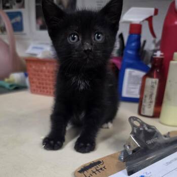 Domestic Short Hair Cats Available for Adoption in Ardmore, Oklahoma - Fish Stick | PetCurious