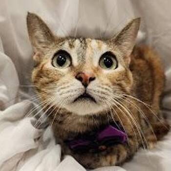 Mango -  Torbie and Domestic Short Hair Cat for Adoption in Sacramento, California - Mango | PetCurious