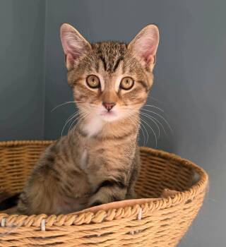 Pearl -  Domestic Short Hair Cat for Adoption in Kansas City, Kansas - Pearl | PetCurious
