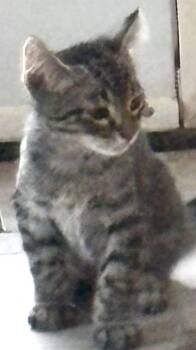 Colin -  Tabby Cat for Adoption in Huntington Beach, California - Colin | PetCurious