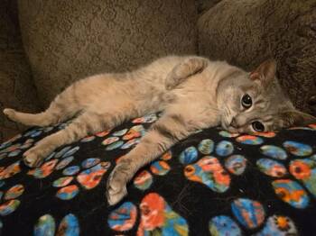 Bella -  Domestic Short Hair Cat for Adoption in Dayton, Ohio - Bella | PetCurious