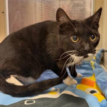 Skittles -  Domestic Short Hair Cat for Adoption in Yuma, Arizona - Skittles | PetCurious