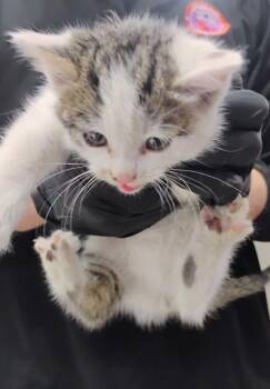 Rescue Domestic Short Hair Cats for Adoption in El Paso, Texas - 59826193 | PetCurious