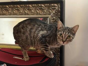 Rescue Domestic Short Hair Cats for Adoption in Shakespeare, Ontario - Evelyn | PetCurious