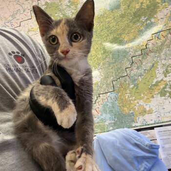 Starla -  Domestic Short Hair Cat for Adoption in Birmingham, Alabama - Starla | PetCurious