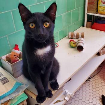 Thor -  Domestic Short Hair Cat for Adoption in Los Angeles, California - Thor | PetCurious