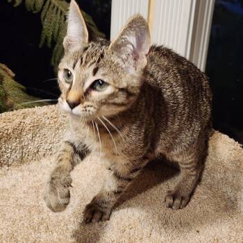 MUFASA - BENGAL BOY -  Bengal Cat for Adoption in Oakwood, Georgia - MUFASA - BENGAL BOY | PetCurious