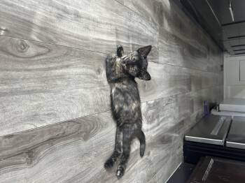 Rescue Domestic Short Hair Cats for Adoption in Los Angeles, California - Verona | PetCurious