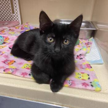 Witchy -  Domestic Short Hair Cat for Adoption in Binghamton, New York - Witchy | PetCurious