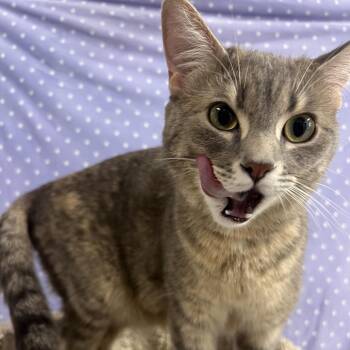 Bubble -  Domestic Short Hair Cat for Adoption in Puslinch, Ontario - Bubble | PetCurious