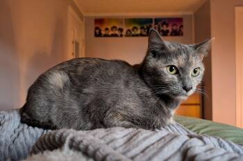 Rescue American Shorthair Cats for Adoption in Morgantown, West Virginia - Cecropia | PetCurious