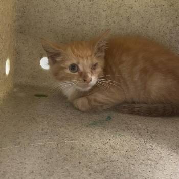 Opa -  Domestic Short Hair Cat for Adoption in Philadelphia, Pennsylvania - Opa | PetCurious