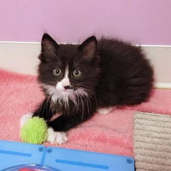 Coca Cola -  Domestic Long Hair Cat for Adoption in Coos Bay, Oregon - Coca Cola | PetCurious