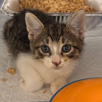 Bruce -  Domestic Short Hair Cat for Adoption in West Palm Beach, Florida - Bruce | PetCurious