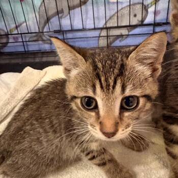 Ryker -  Domestic Short Hair Cat for Adoption in Indianapolis, Indiana - Ryker | PetCurious