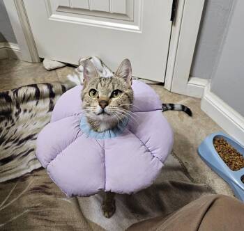 Phoebe -  Domestic Medium Hair Cat for Adoption in Oklahoma City, Oklahoma - Phoebe | PetCurious