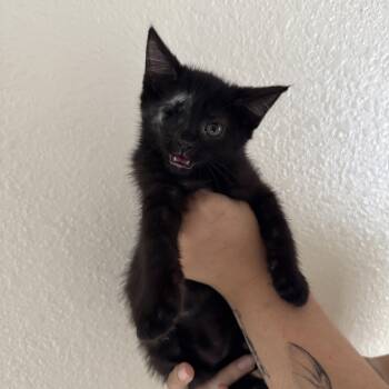 Willy Wonka -  Domestic Medium Hair Cat for Adoption in Las Vegas, Nevada - Willy Wonka | PetCurious