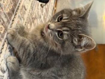 Rescue Domestic Short Hair Cats for Adoption in Lemoyne, Pennsylvania - Pari (pretty Grey Tabby) | PetCurious