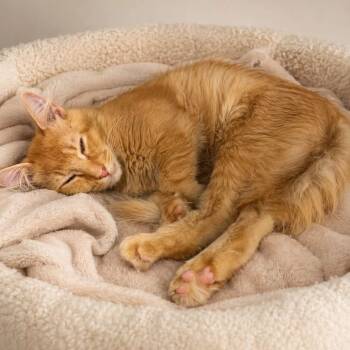 JOHN MULANEY -  Domestic Short Hair Cat for Adoption in Cranston, Rhode Island - JOHN MULANEY | PetCurious