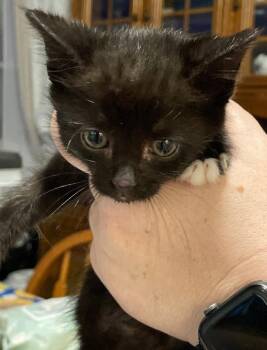 Trek -  Domestic Short Hair Cat for Adoption in Island Lake, Illinois - Trek | PetCurious