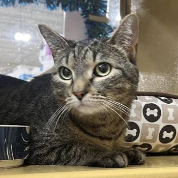 Moonlight -  American Shorthair Cat Available for Adoption in Oceanside, New York - Moonlight | PetCurious