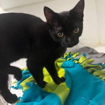 Chylo -  Domestic Short Hair Cat for Adoption in Tulsa, Oklahoma - Chylo | PetCurious