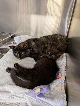 Rescue Domestic Short Hair Cats for Adoption in Herndon, Virginia - Zephyr & Phoenix - BONDED | PetCurious