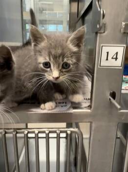 SLIM -  Domestic Short Hair Cat Available for Adoption in Baytown, Texas - SLIM | PetCurious