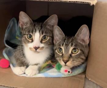 Rowan & Colton BONDED -  Domestic Short Hair Cat for Adoption in Boca Raton, Florida - Rowan & Colton BONDED | PetCurious