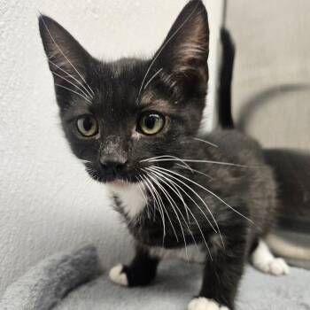 Domestic Short Hair Cats Available for Adoption in Grantsville, Utah - Dopey | PetCurious