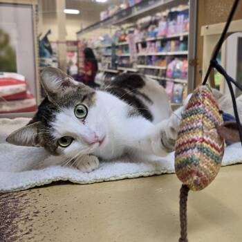 Ash -  Domestic Short Hair Cat for Adoption in Pickering, Ontario - Ash | PetCurious