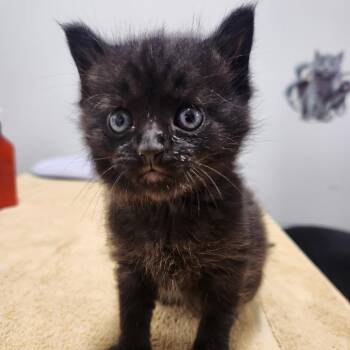 Beanie Weenie -  Domestic Short Hair Cat for Adoption in York, Pennsylvania - Beanie Weenie | PetCurious