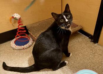 Venezia -  Domestic Short Hair Cat for Adoption in Mayfield, New York - Venezia | PetCurious