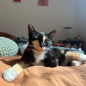 Hayfever -  Domestic Short Hair Cat for Adoption in Evanston, Illinois - Hayfever | PetCurious