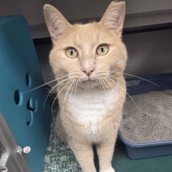 Fish -  Domestic Short Hair Cat for Adoption in Oshkosh, Wisconsin - Fish | PetCurious