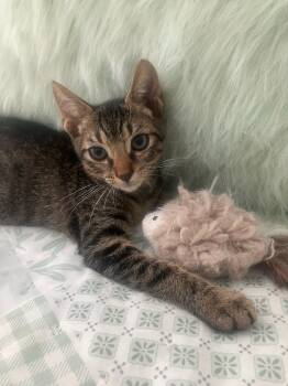 Pecan -  Domestic Short Hair Cat for Adoption in Oviedo, Florida - Pecan | PetCurious