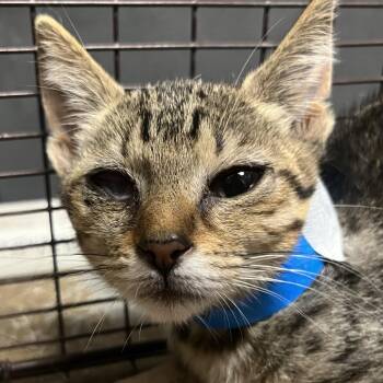 Poe -  Domestic Short Hair Cat for Adoption in Yuma, Arizona - Poe | PetCurious
