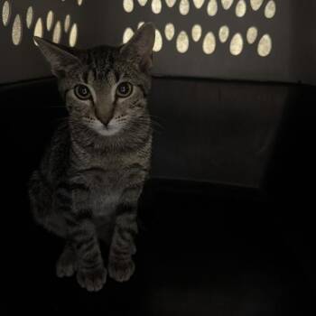 Ned -  Domestic Short Hair Cat for Adoption in Des Moines, Iowa - Ned | PetCurious