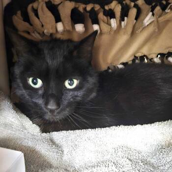 Kenny -  Domestic Short Hair Cat for Adoption in Dover, New Hampshire - Kenny | PetCurious