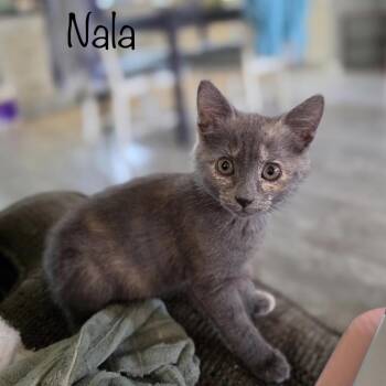 Nala -  Domestic Short Hair Cat Available for Adoption in Titusville, Florida - Nala | PetCurious