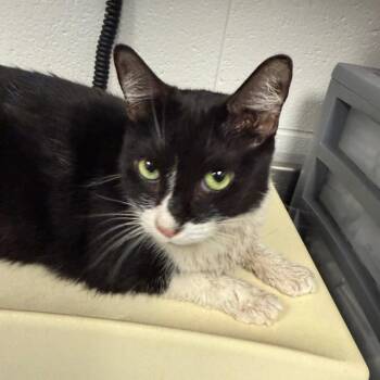 Domino -  Domestic Short Hair Cat for Adoption in Greenville, South Carolina - Domino | PetCurious