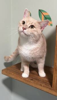 Rescue Domestic Short Hair Cats for Adoption in Cumming, Georgia - Rufus | PetCurious