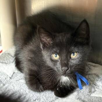 Derek -  Domestic Short Hair Cat for Adoption in Mentor, Ohio - Derek | PetCurious