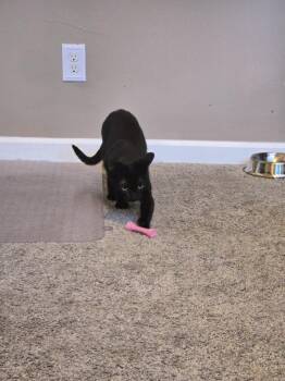 Rarity -  Domestic Short Hair Cat for Adoption in Cincinnati, Ohio - Rarity | PetCurious