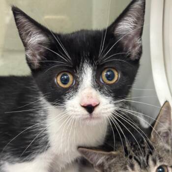 Jiji -  Domestic Short Hair Cat for Adoption in League City, Texas - Jiji | PetCurious