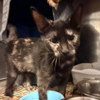 Skittles -  Domestic Short Hair Cat for Adoption in Hemet, California - Skittles | PetCurious