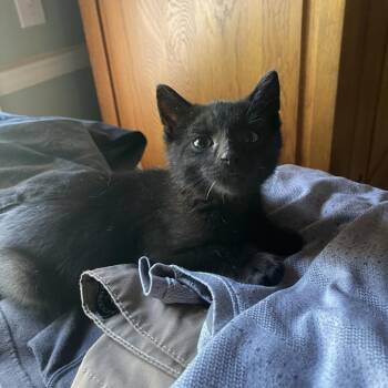 26-261 -  Domestic Short Hair Cat for Adoption in North Branford, Connecticut - 26-261 | PetCurious