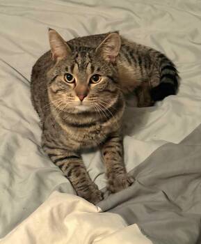 Apollo -  Domestic Short Hair Cat for Adoption in Rossville, Georgia - Apollo | PetCurious